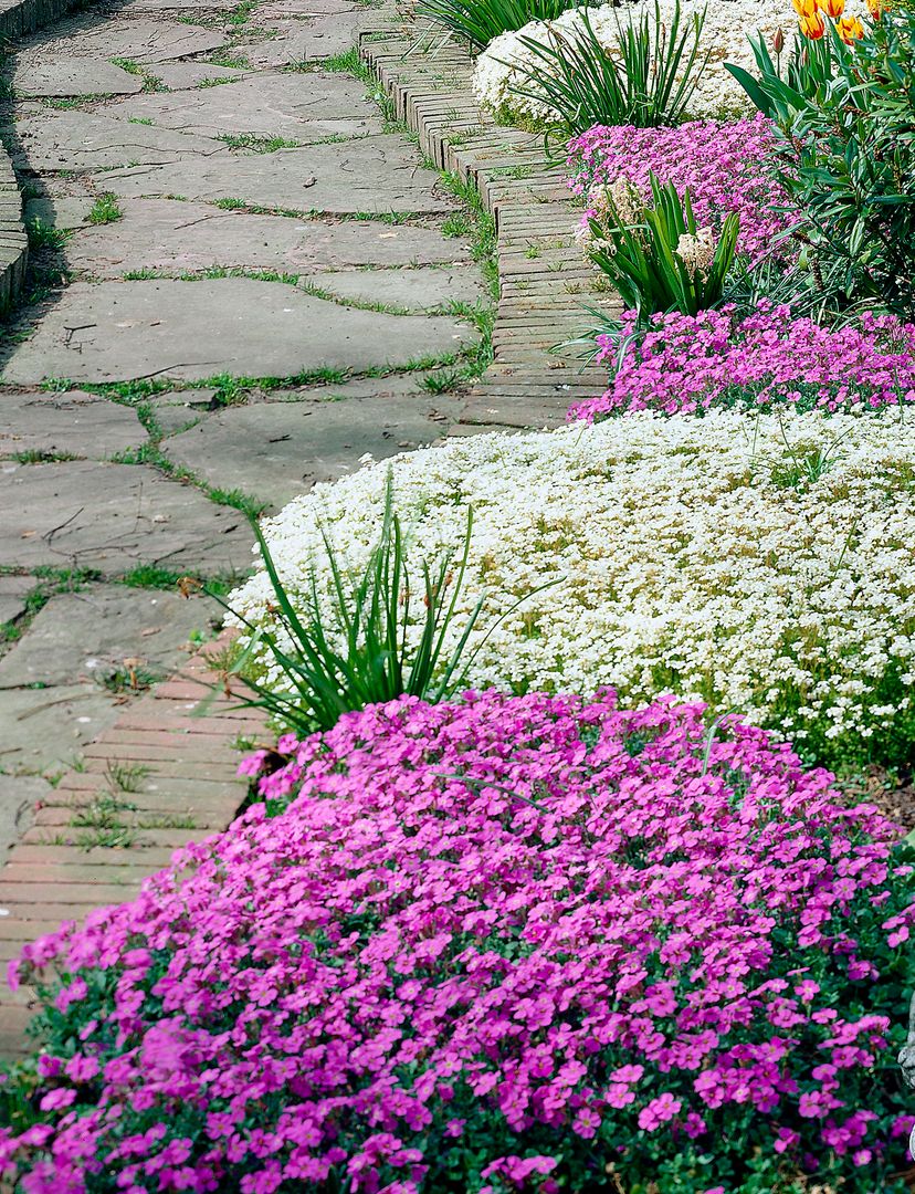 Sommergarten, Pflanzenfreude.de Pflanzenfreude.de Classic style gardens Plants & flowers