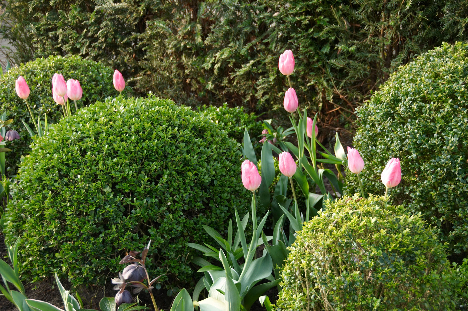 Sommergarten, Pflanzenfreude.de Pflanzenfreude.de Klassieke tuinen Planten & bloemen