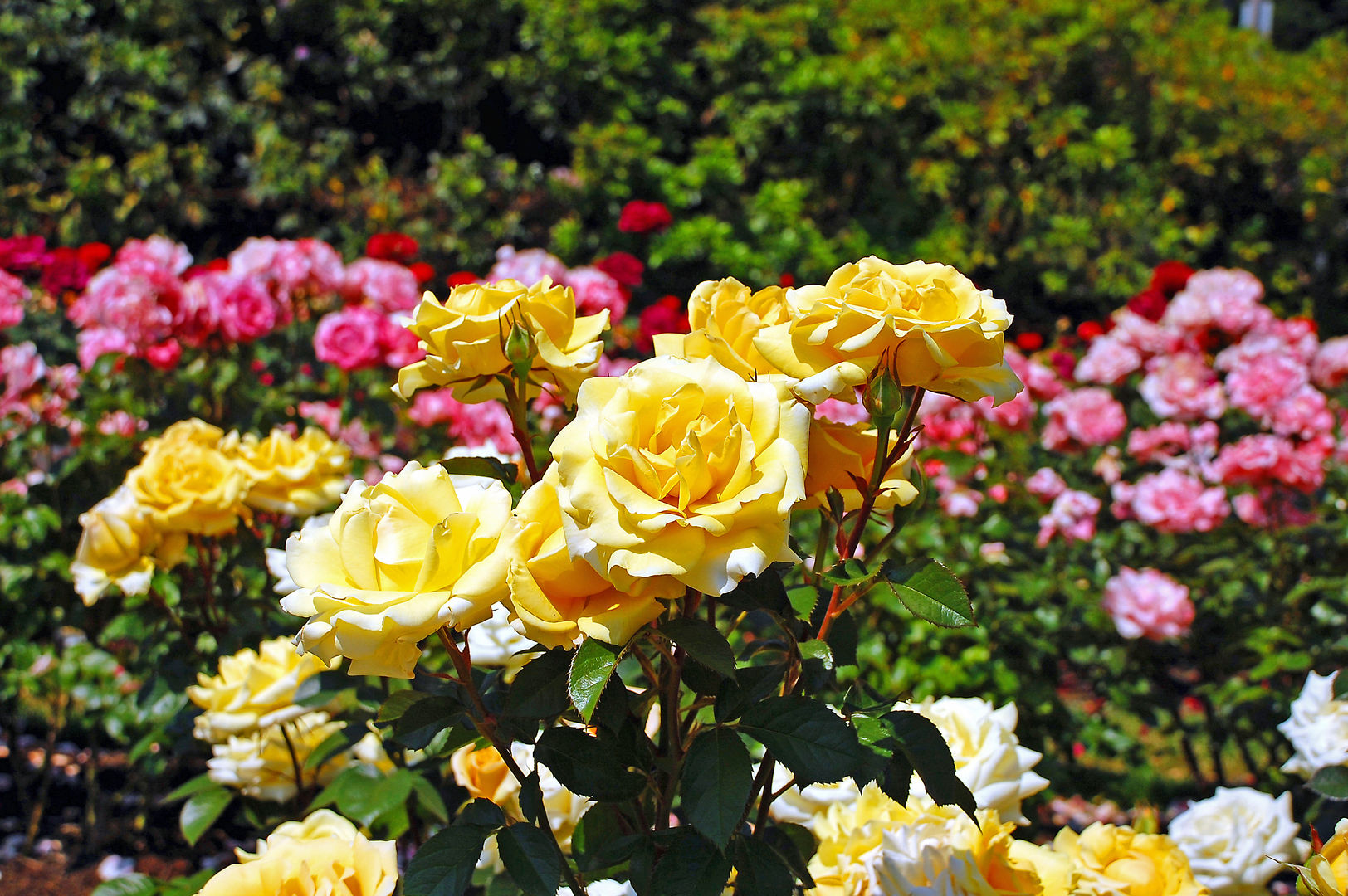 Sommergarten, Pflanzenfreude.de Pflanzenfreude.de Klasik Bahçe Bitki & Çiçekler