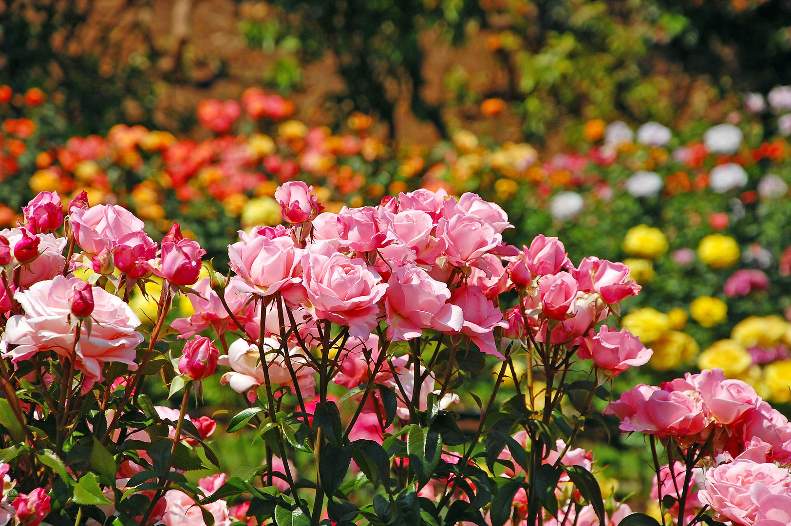 Sommergarten, Pflanzenfreude.de Pflanzenfreude.de Сад Рослини та квіти