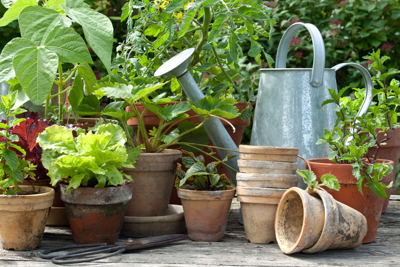 Sommergarten, Pflanzenfreude.de Pflanzenfreude.de Jardines de estilo rústico Plantas y flores