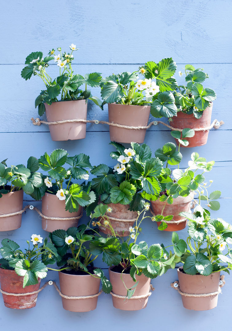 Sommergarten, Pflanzenfreude.de Pflanzenfreude.de Jardines de estilo rústico Plantas y flores