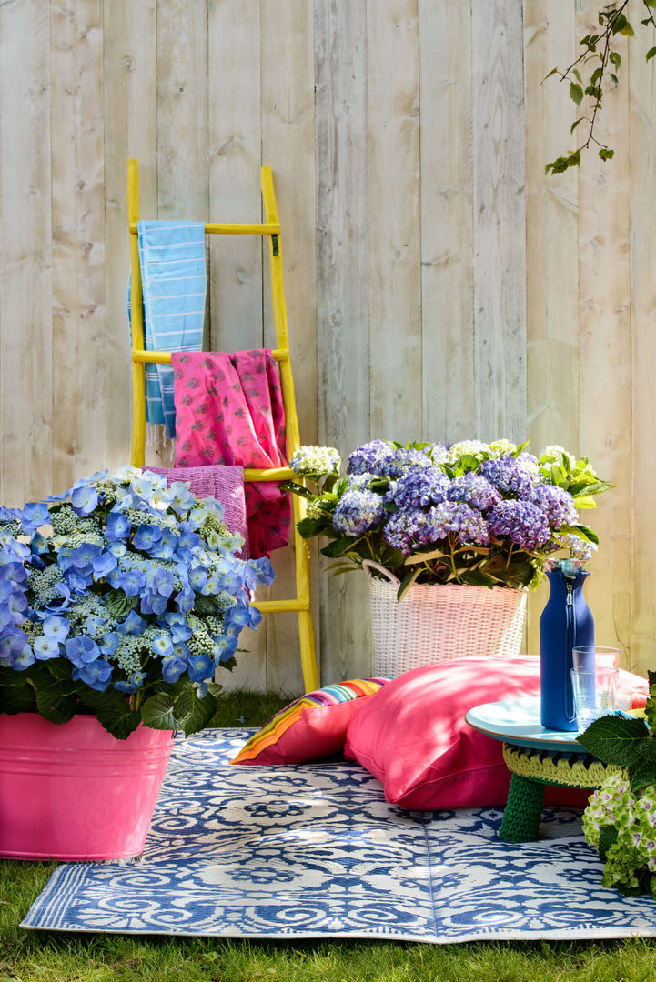 Sommergarten, Pflanzenfreude.de Pflanzenfreude.de Jardines de estilo ecléctico Plantas y flores