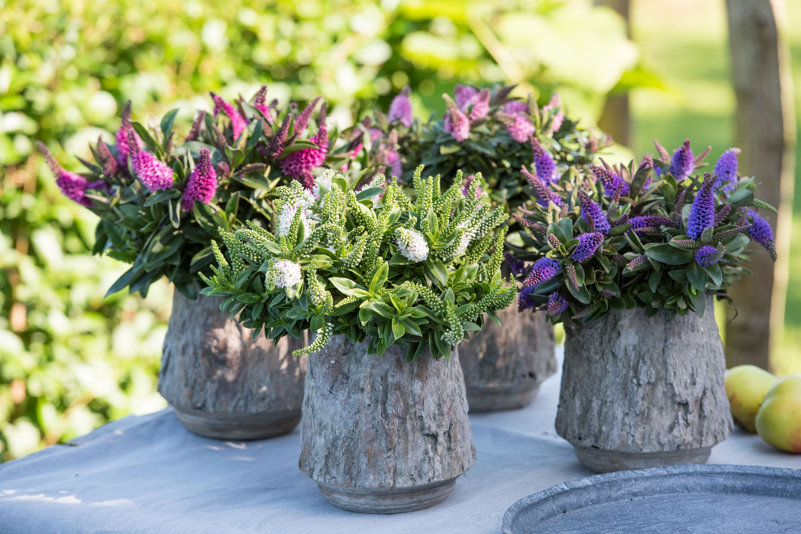 Sommergarten, Pflanzenfreude.de Pflanzenfreude.de Rustykalny ogród Rośliny i kwiaty