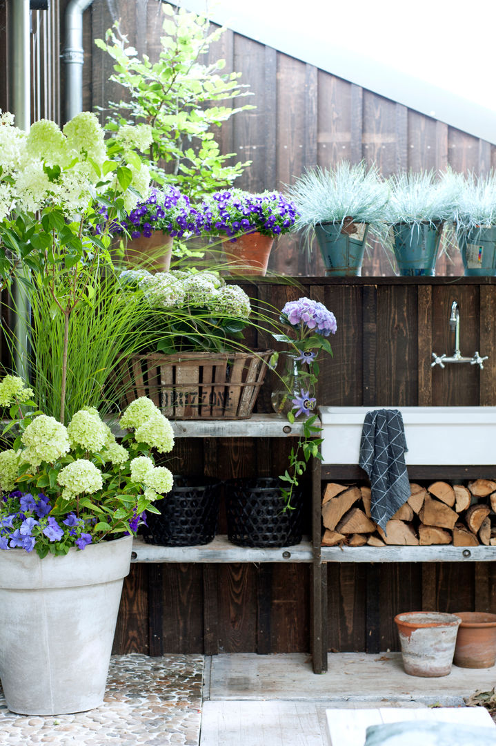 Sommergarten, Pflanzenfreude.de Pflanzenfreude.de Jardines de estilo rústico Plantas y flores