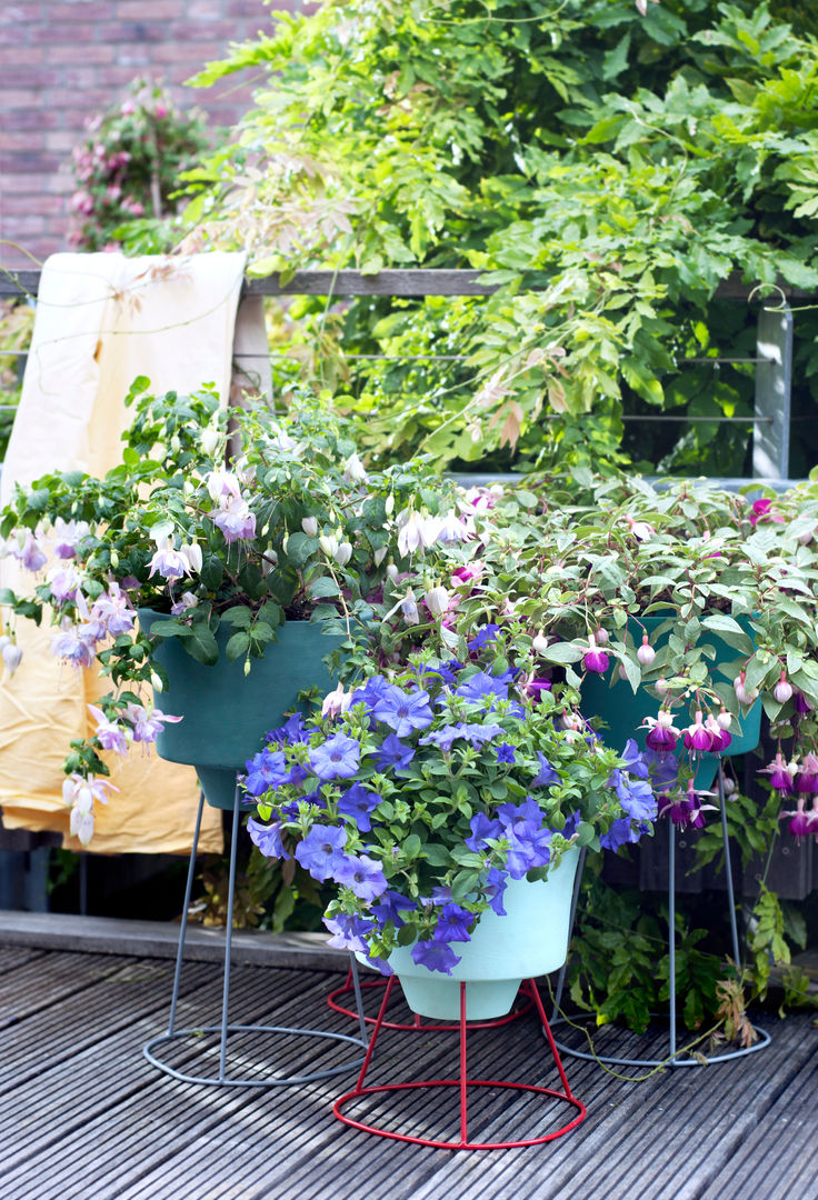 Sommergarten, Pflanzenfreude.de Pflanzenfreude.de Classic style garden Plants & flowers