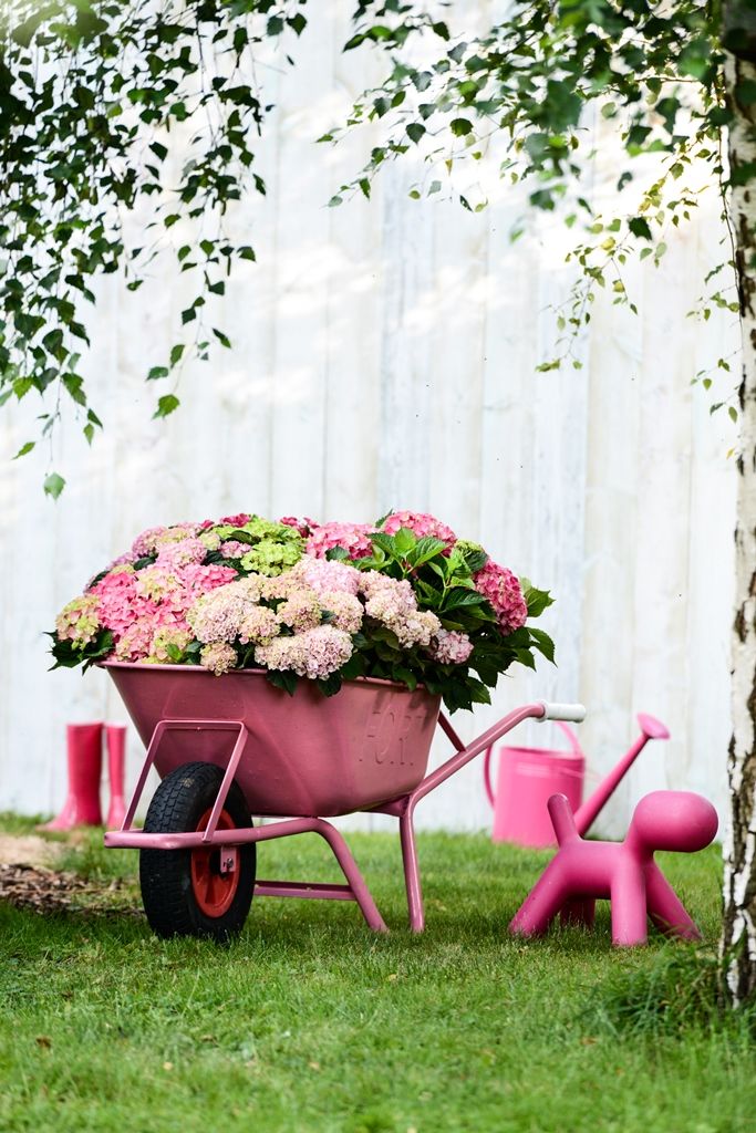 Sommergarten, Pflanzenfreude.de Pflanzenfreude.de Eclectic style garden Plants & flowers