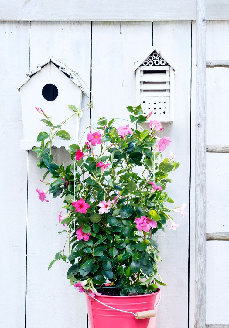 Sommergarten, Pflanzenfreude.de Pflanzenfreude.de Jardins modernos Plantas e flores