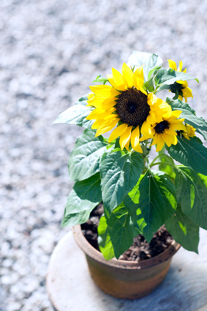 Sommergarten, Pflanzenfreude.de Pflanzenfreude.de Сад в классическом стиле Растения