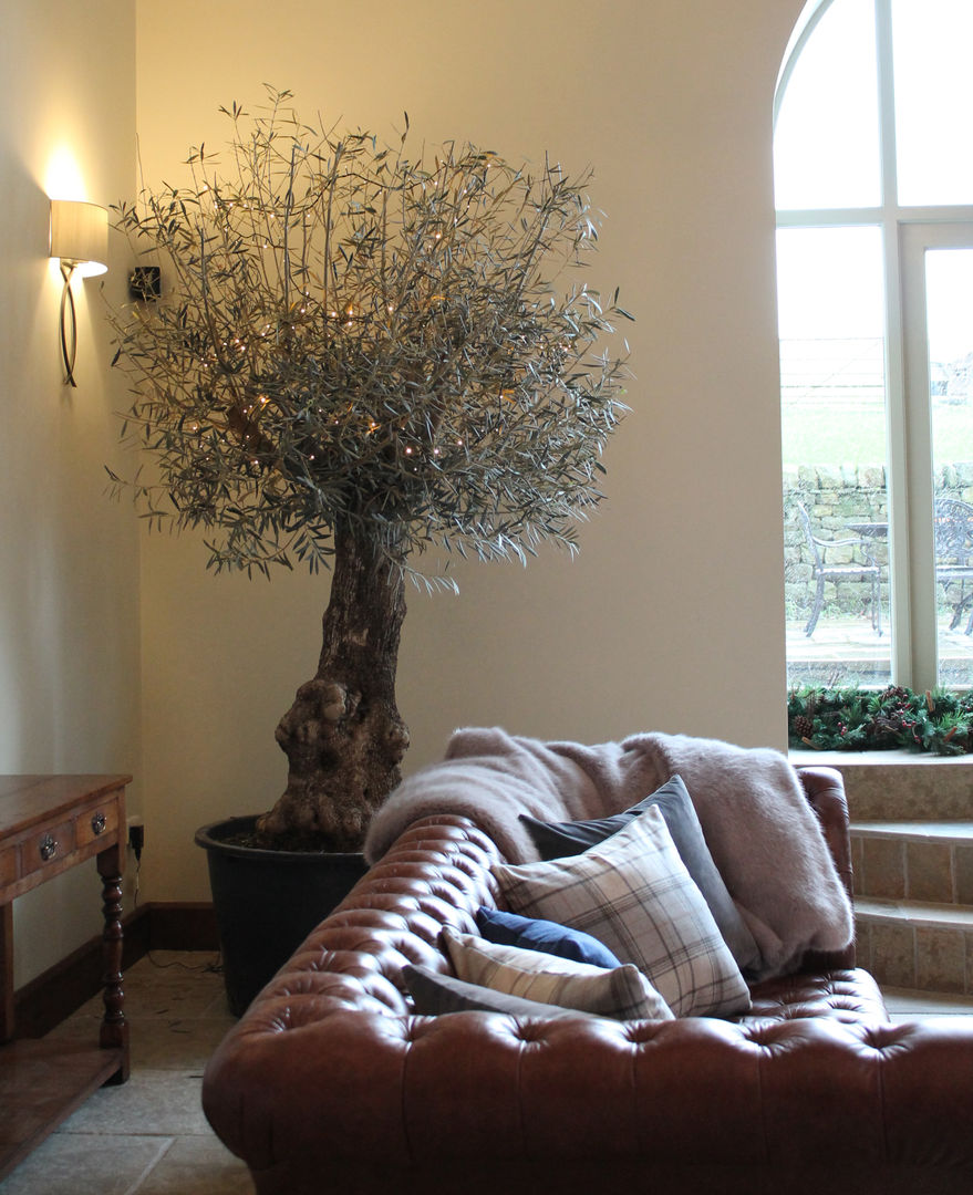 The Indoor Olive Tree Vanessa Rhodes Interiors Salas de estilo ecléctico