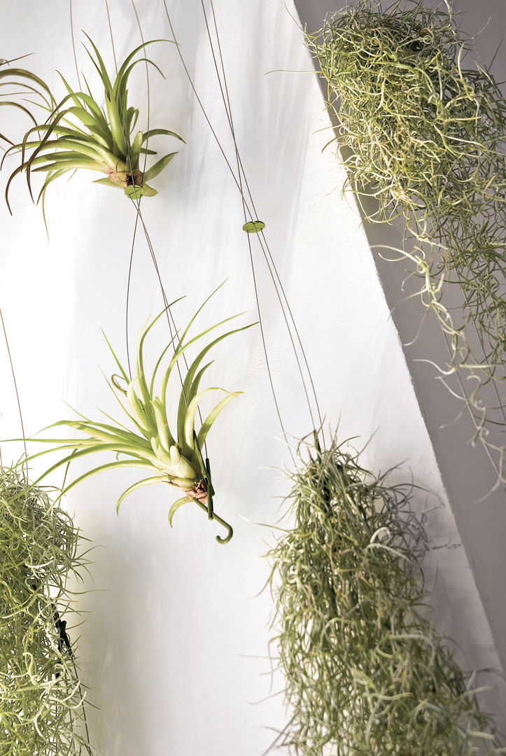 homify Minimalist style garden Plants & accessories