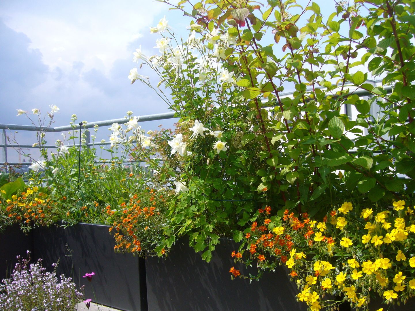 Dachterrassengestaltung München-Schwabing, Blumen & Gärten Blumen & Gärten Balcones y terrazas modernos: Ideas, imágenes y decoración