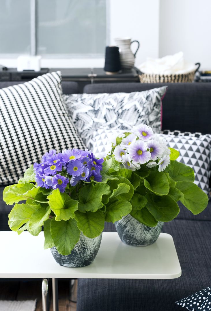 Die Becherprimel - Zimmerpflanze des Monats Februar, Pflanzenfreude.de Pflanzenfreude.de Living room Accessories & decoration