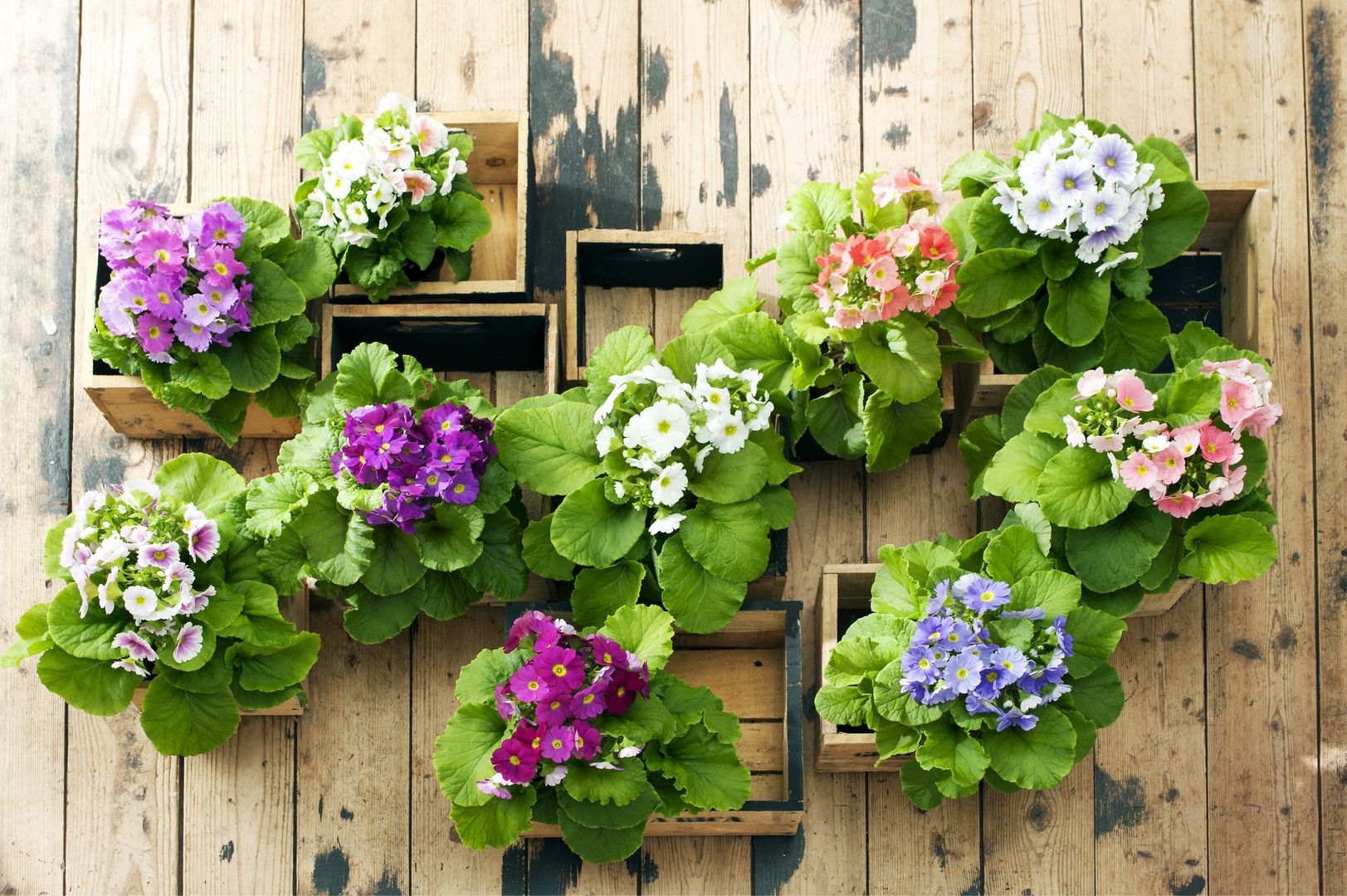 Becherprimel: Zimmerpflanze des Monats Februar | homify