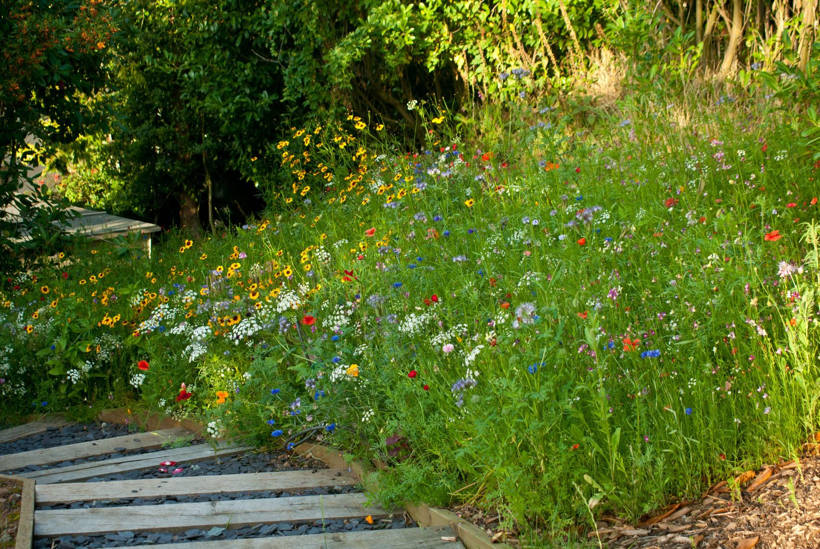 Wildflower Seed Meadow with Sleeper steps Katherine Roper Landscape & Garden Design Giardino rurale