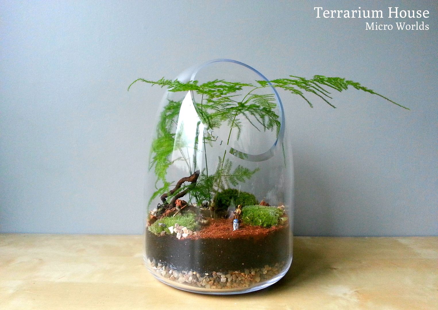 Kişiye Özel Tasarım Örnekleri, Terrarium House Terrarium House Jardines modernos Plantas y accesorios