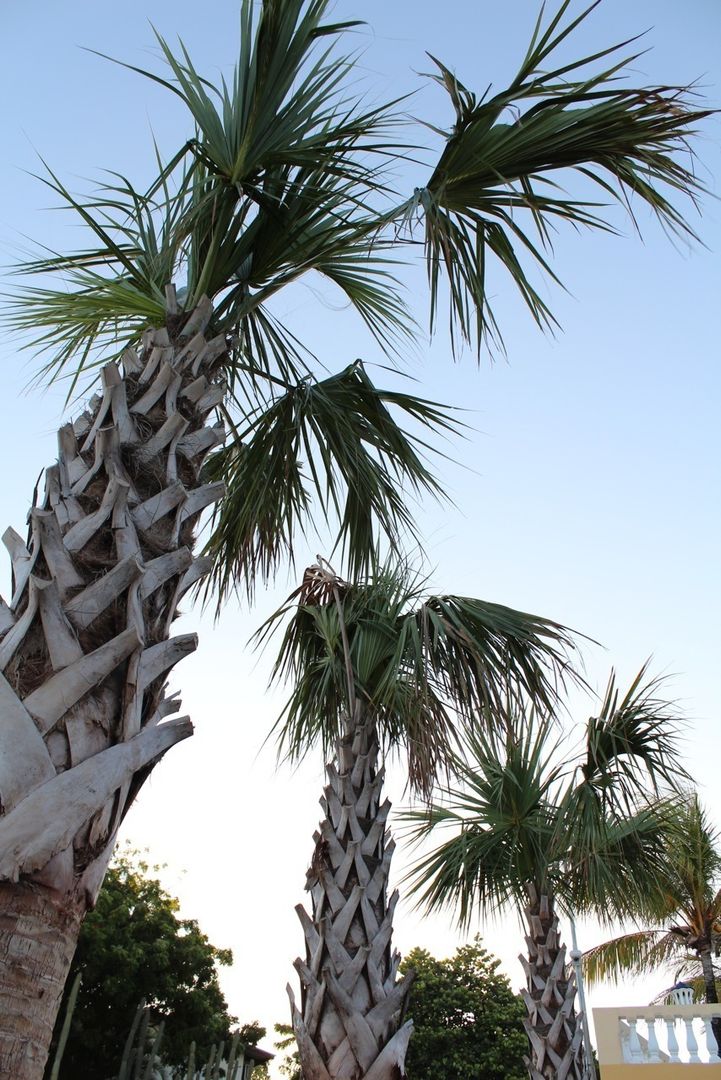 Koloniale villa in Curaçao, Alex Janmaat Interieurs & Kunst Alex Janmaat Interieurs & Kunst 露臺 植物與花