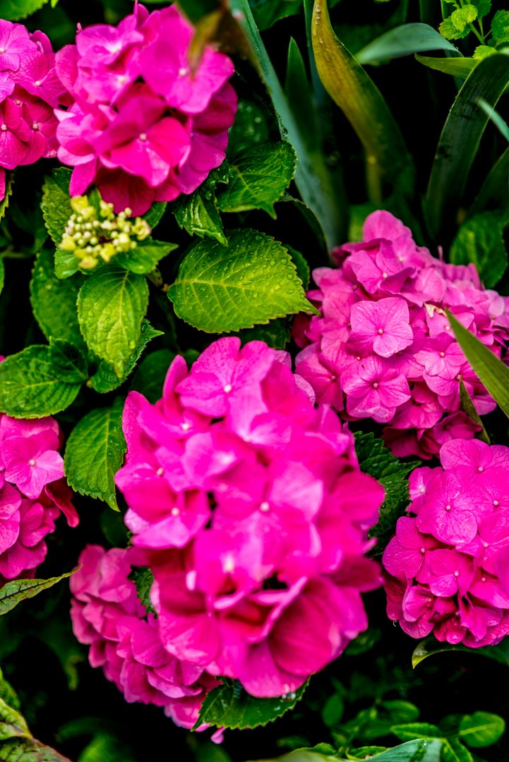 Hortensia thesustainableproject Jardines mediterráneos