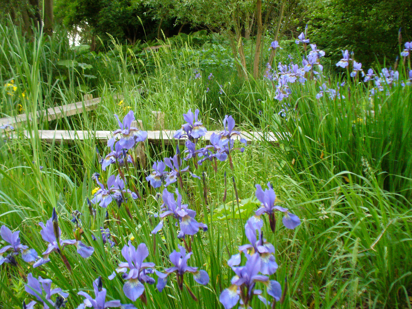 Iris-Sumpf ROJI Japanische Gärten Asiatischer Garten
