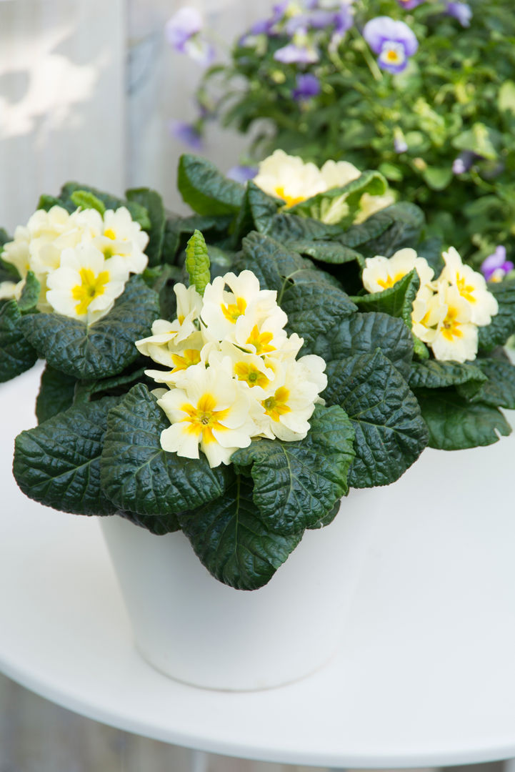 Frühlingsgarten, Pflanzenfreude.de Pflanzenfreude.de Balcones y terrazas de estilo clásico Plantas y flores