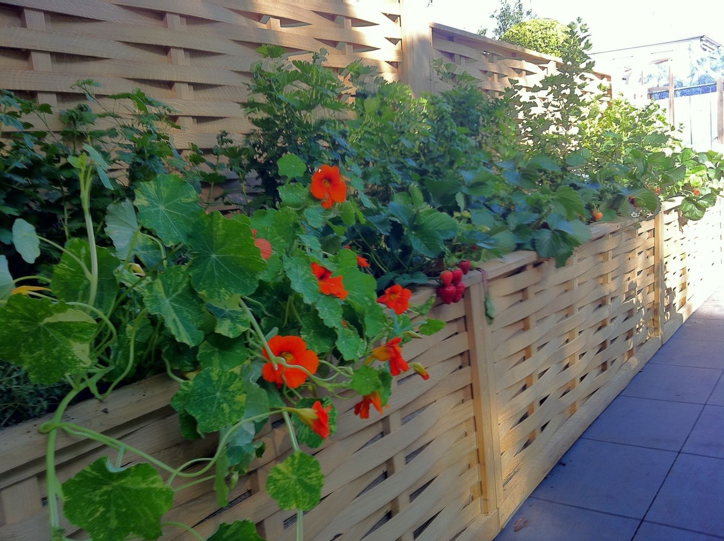 Raised Beds -Borer Edging Quercus UK Ltd Jardines de estilo moderno