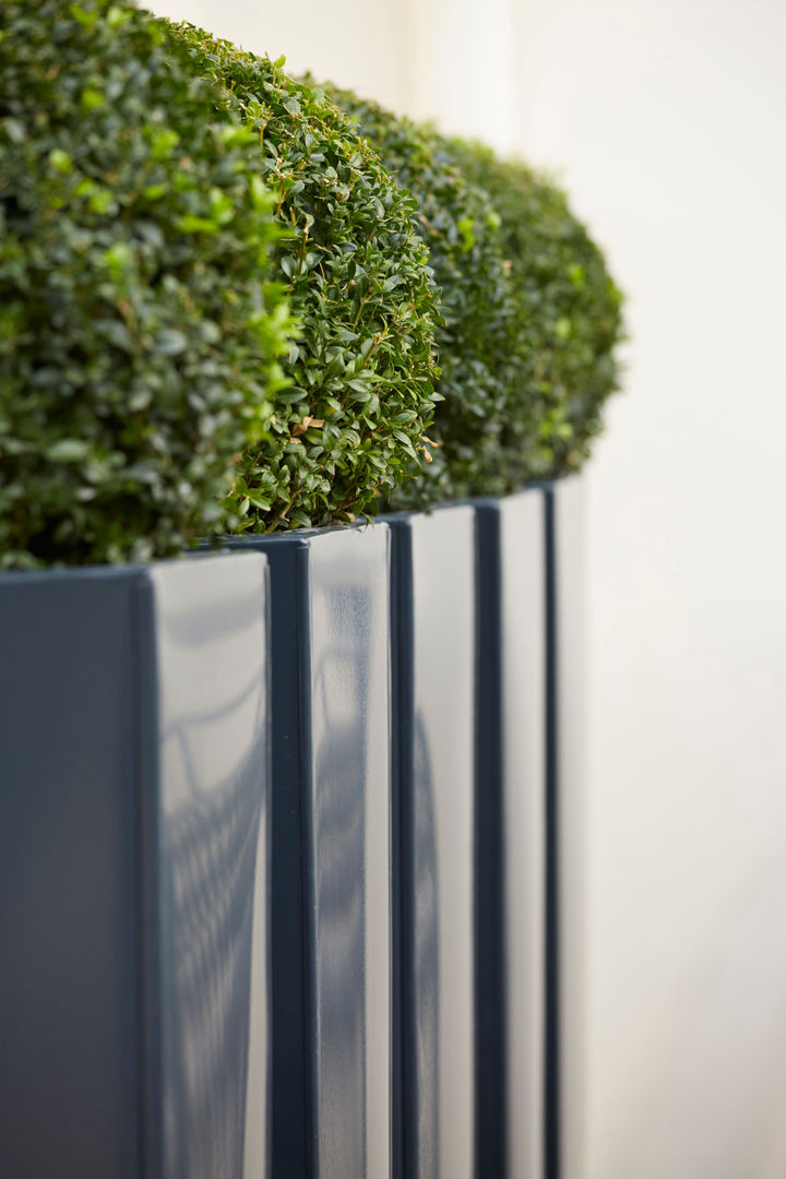 Buxus balls in powder-coated metal planters FORK Garden Design Jardines de estilo moderno Jarrones y macetas