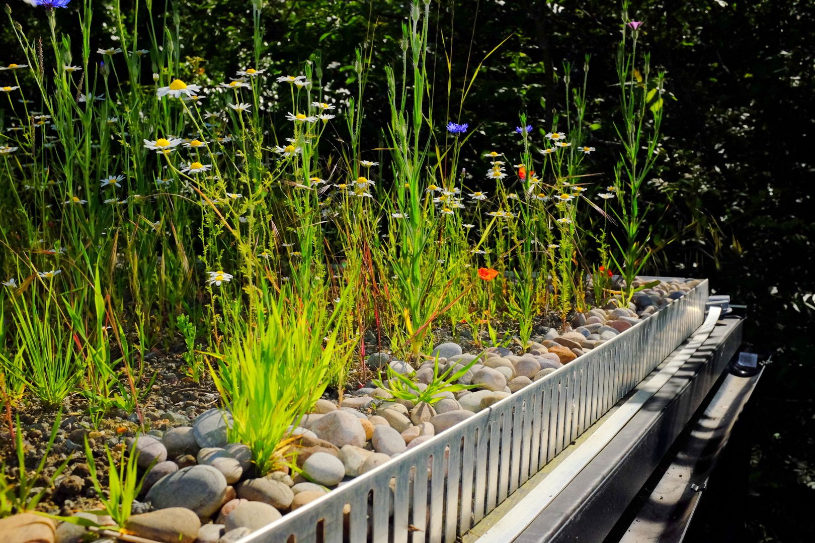 Commercial and public green roofs, Organic Roofs Organic Roofs Rumah Modern