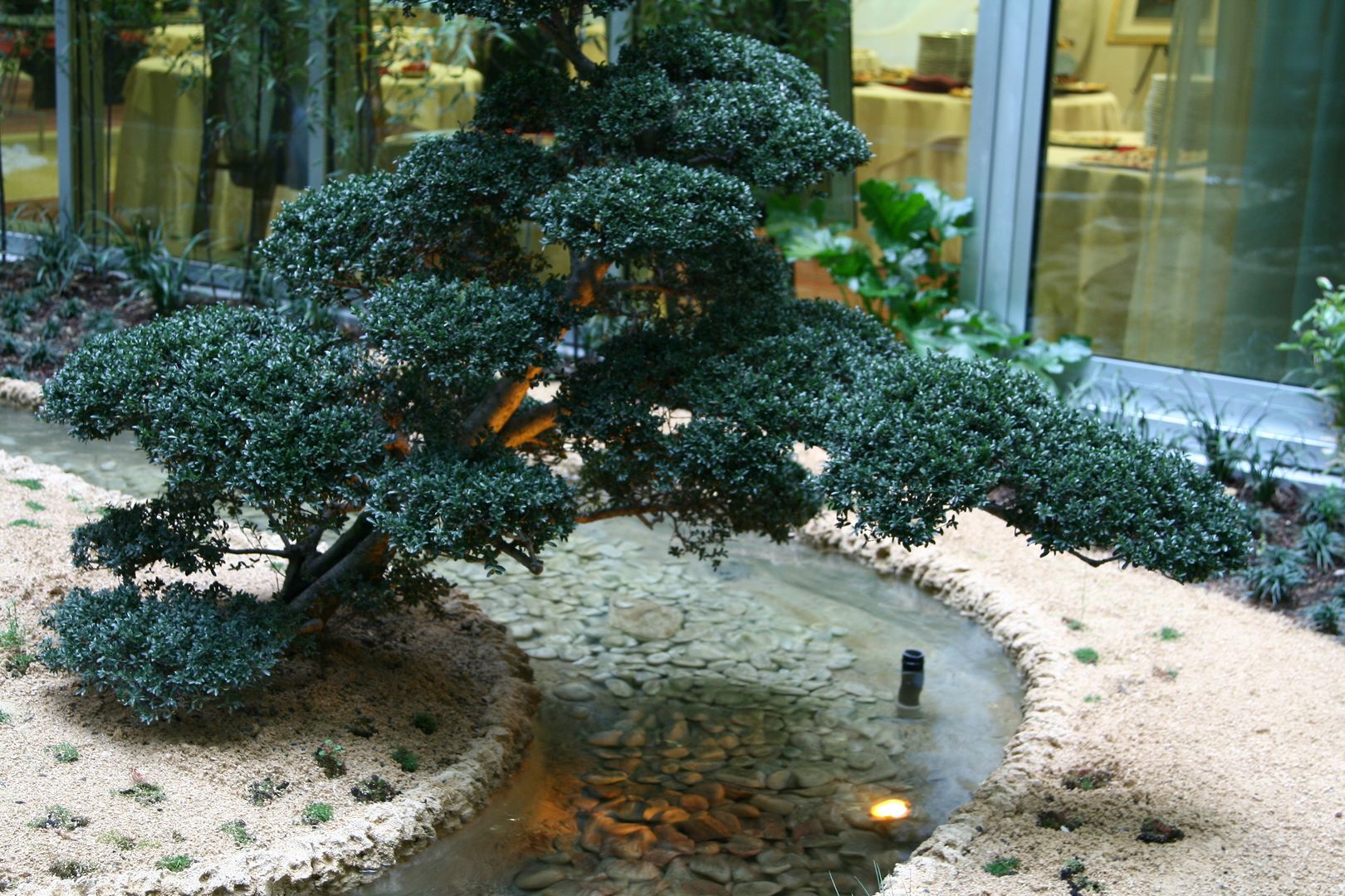 I semplici steps per comprare e coltivare un bonsai!