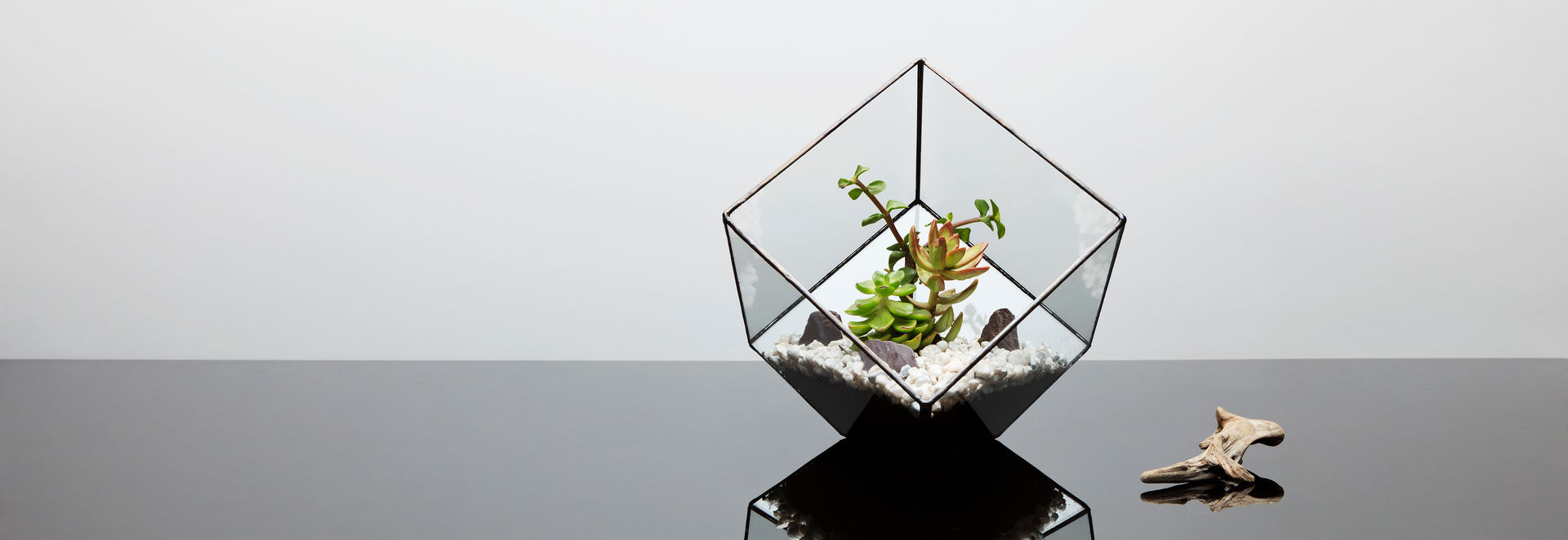 Terrarium Installations, The Urban Botanist The Urban Botanist 모던스타일 거실 액세서리 & 장식