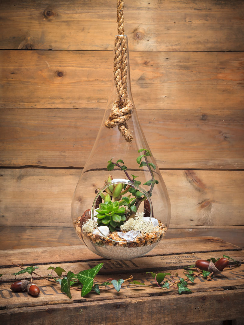 Pacific Teardrop Terrarium The Urban Botanist Jardín interior Paisajismo de interiores