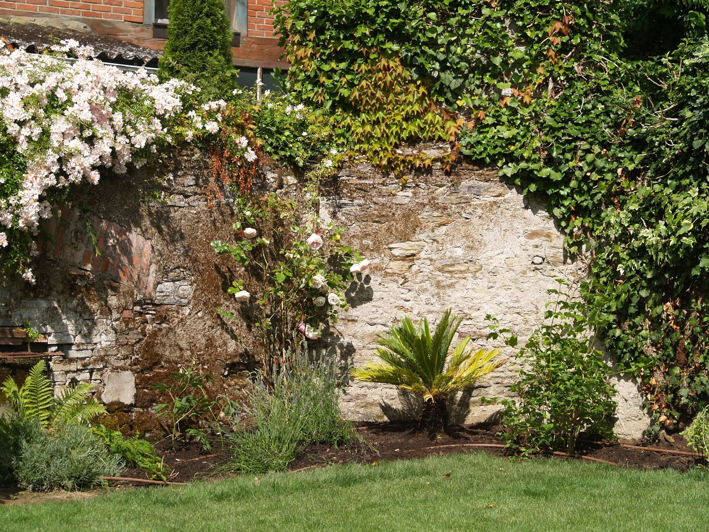 Jardin de ville - palmiers buis lavandes, SO GREEN SO GREEN حديقة