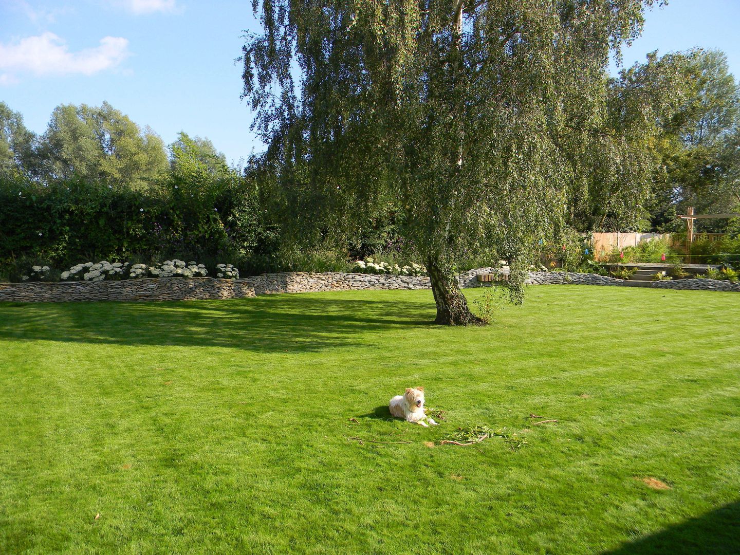 New lawn. Westacott Gardens