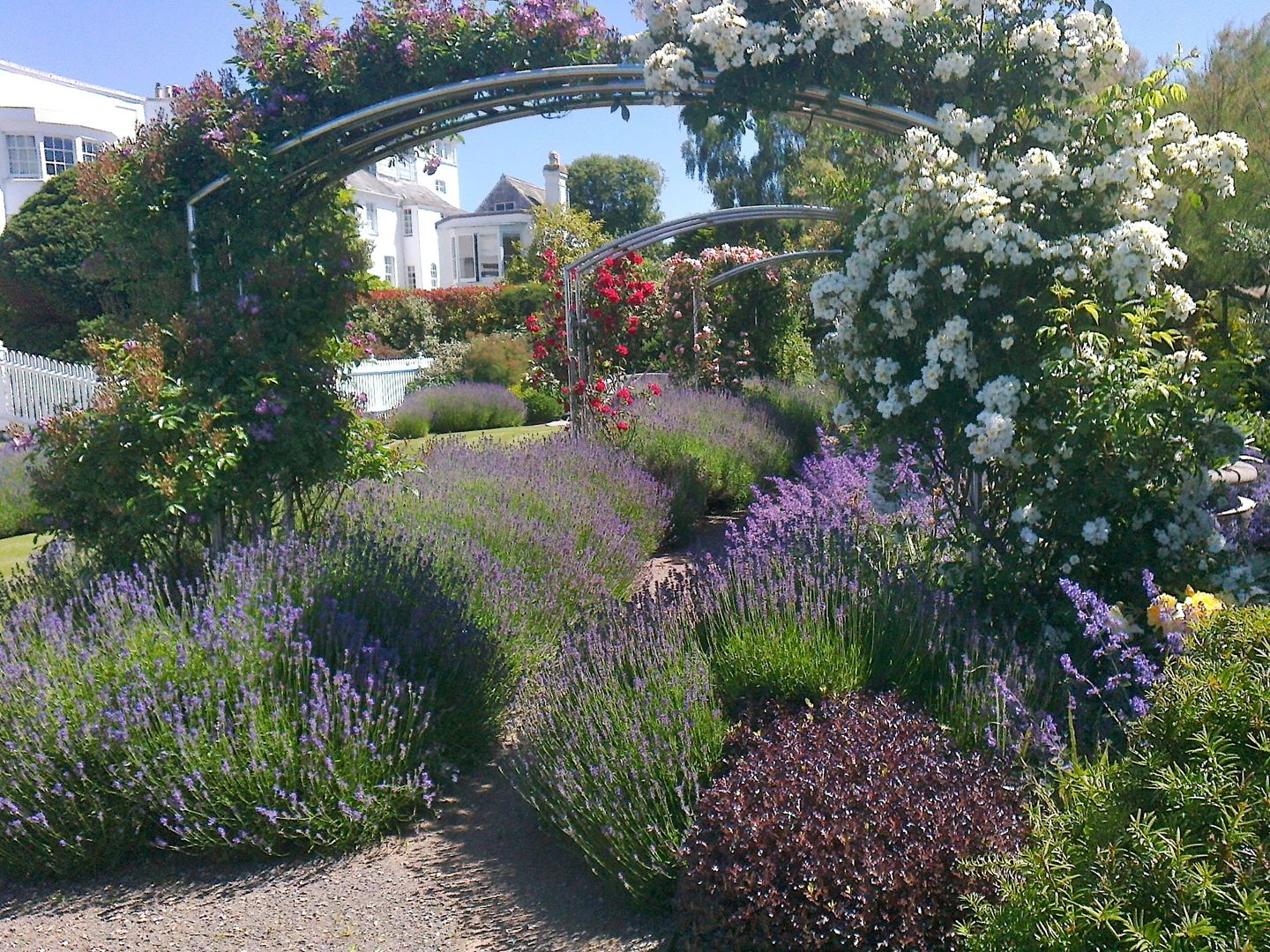 Lavender and roses Roger Webster Garden Design Moderne tuinen