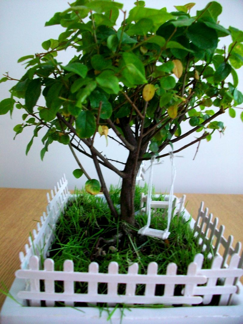 Volete acquistare un bonsai? Bonsai dal nostro vivaio