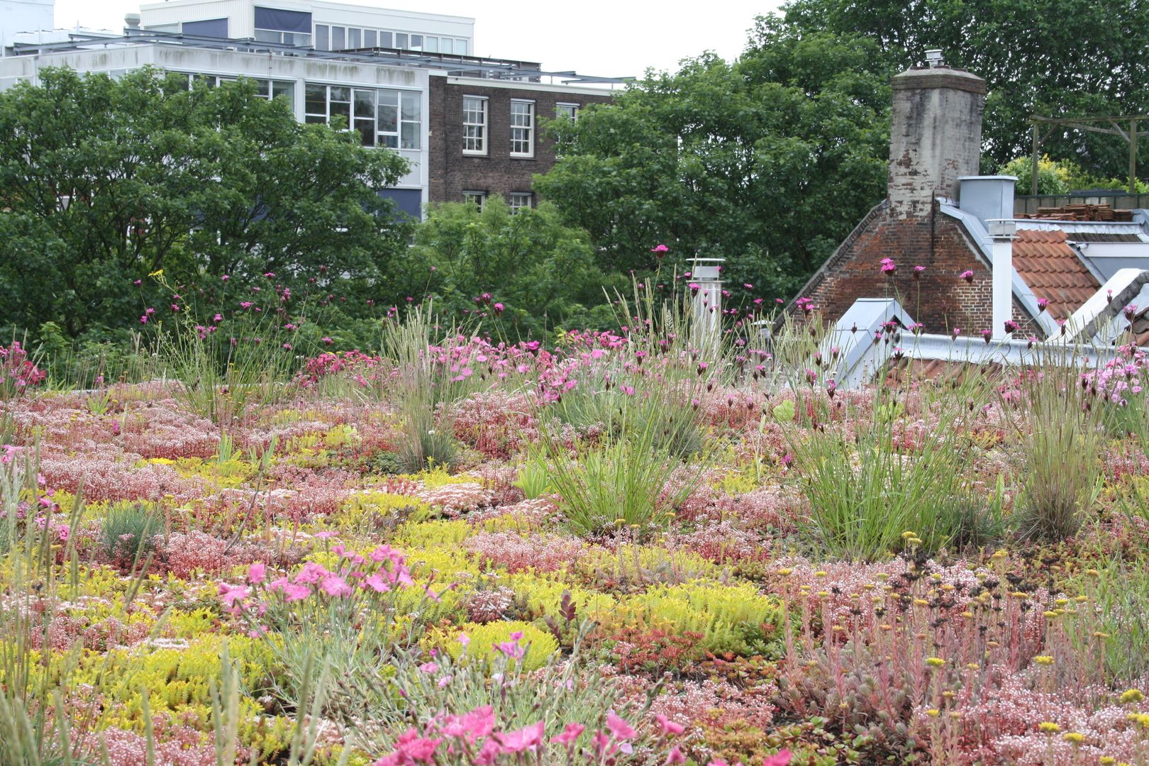 Keizersgracht, De Dakdokters De Dakdokters Garden