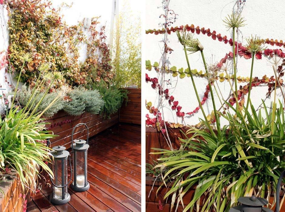 Terraza pequeña en Madrid - Diseño y reforma de terraza, La Habitación Verde La Habitación Verde Terrace Plants & flowers