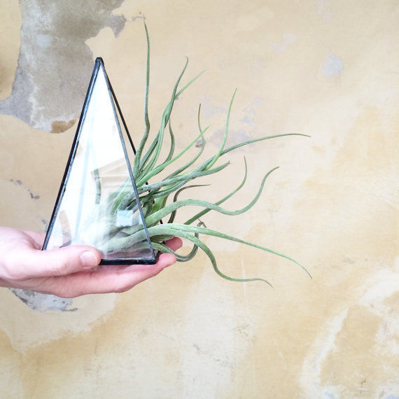 glass pyramid terrarium Expat Design Shop Minimalistische tuinen Planten & accessoires