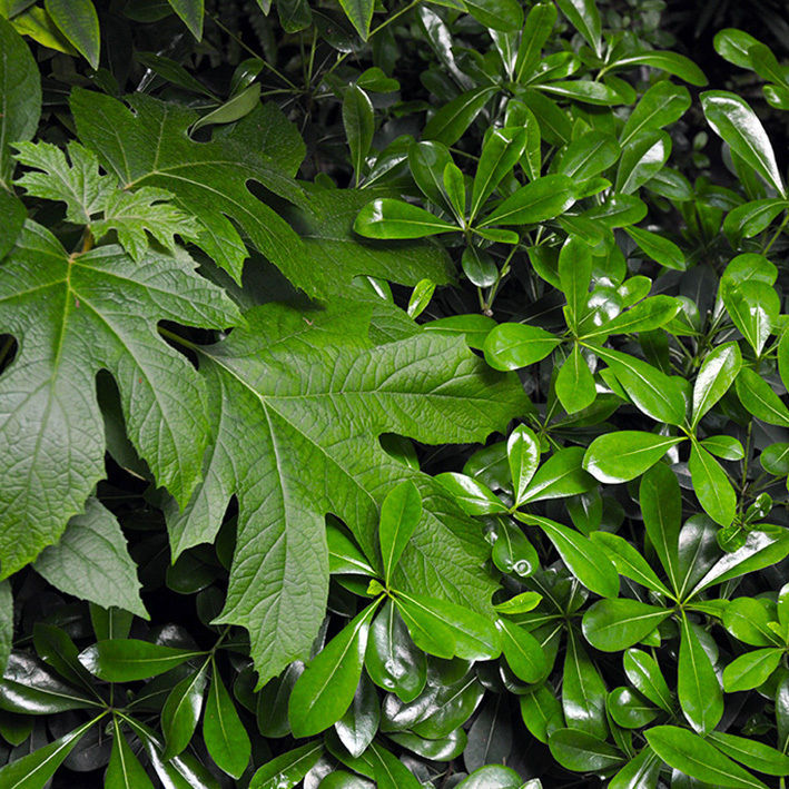 UN JARDIN DE FEUILLAGES, GARDEN TROTTER GARDEN TROTTER Klassieke tuinen