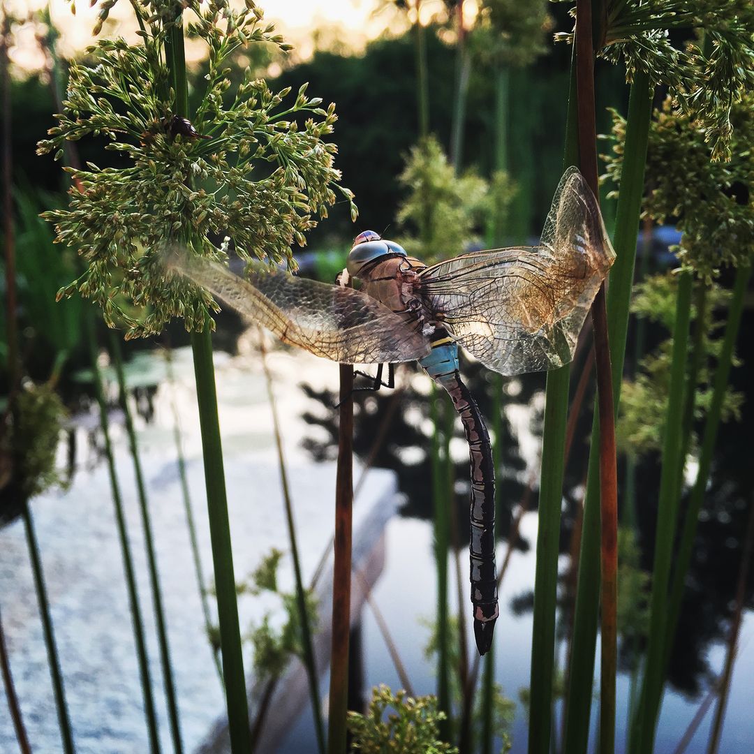 Let's jump into nature, suingiardino suingiardino Wiejski ogród Rośliny i kwiaty