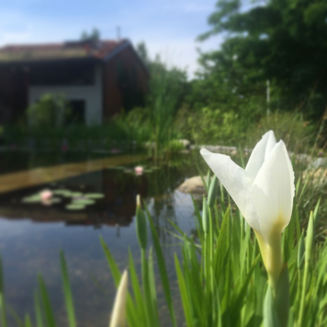 Let's jump into nature, suingiardino suingiardino Country style garden Plants & flowers