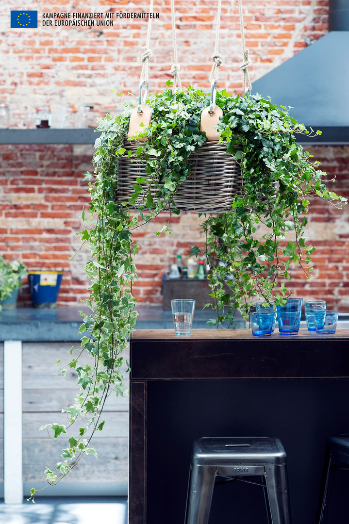 Der Efeu - Zimmerpflanze des Monats April | homify