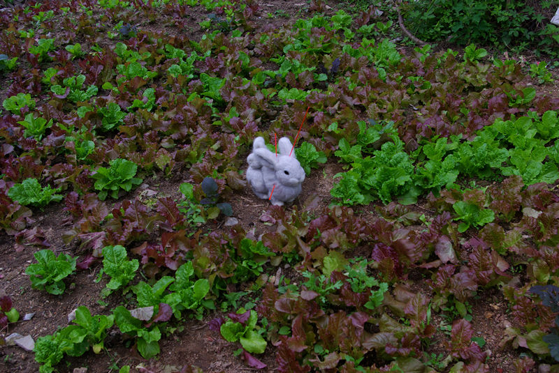 Beautiful Creatures, 2008, propandas propandas その他のスペース その他アート作品