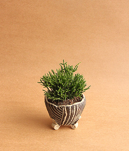 homify حديقة Plants & accessories