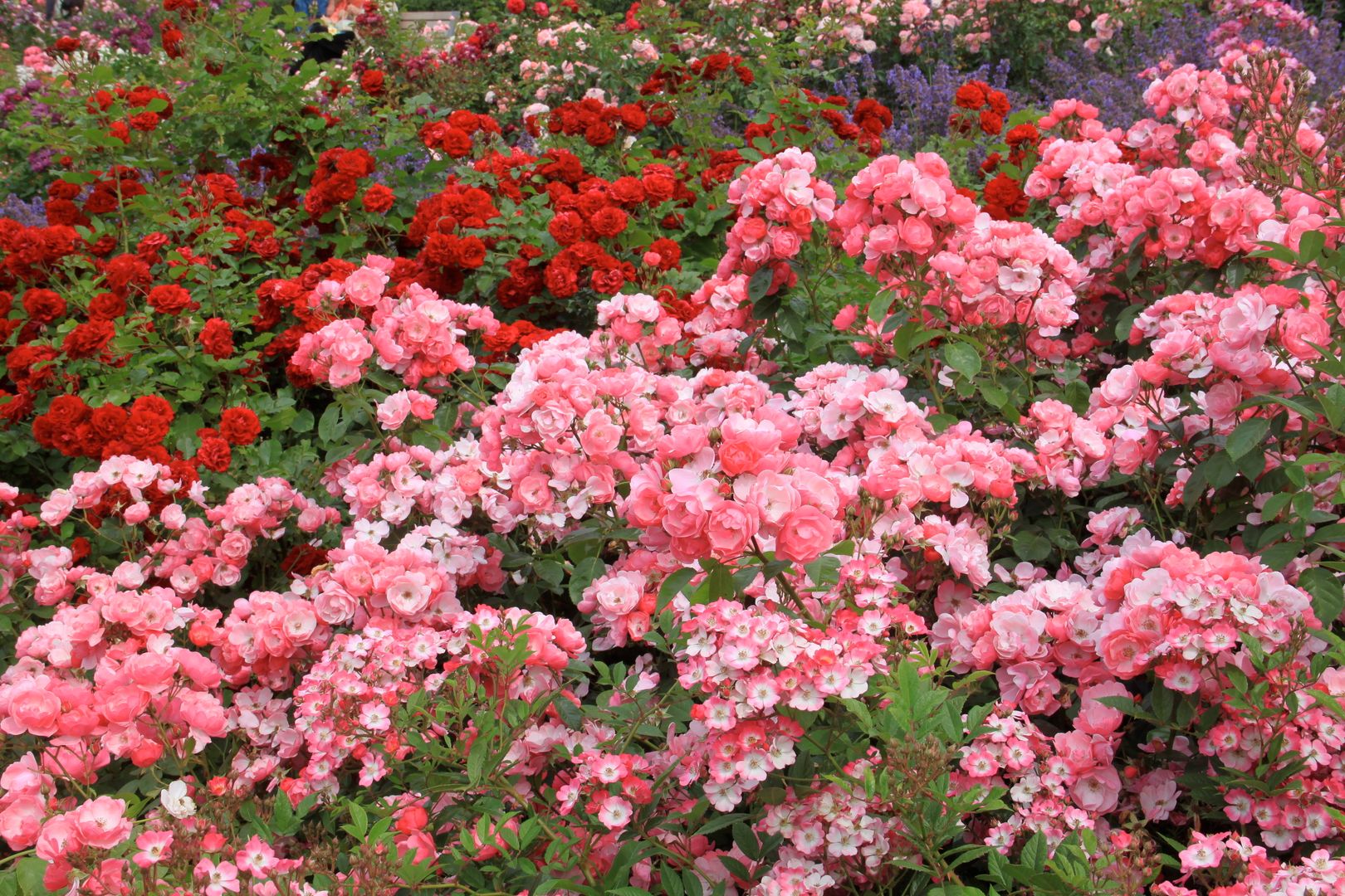 ROSENBOULEVARD, INTERNATIONALE GARTENSCHAU HAMBURG 2013, Büro Christian Meyer Büro Christian Meyer Garden