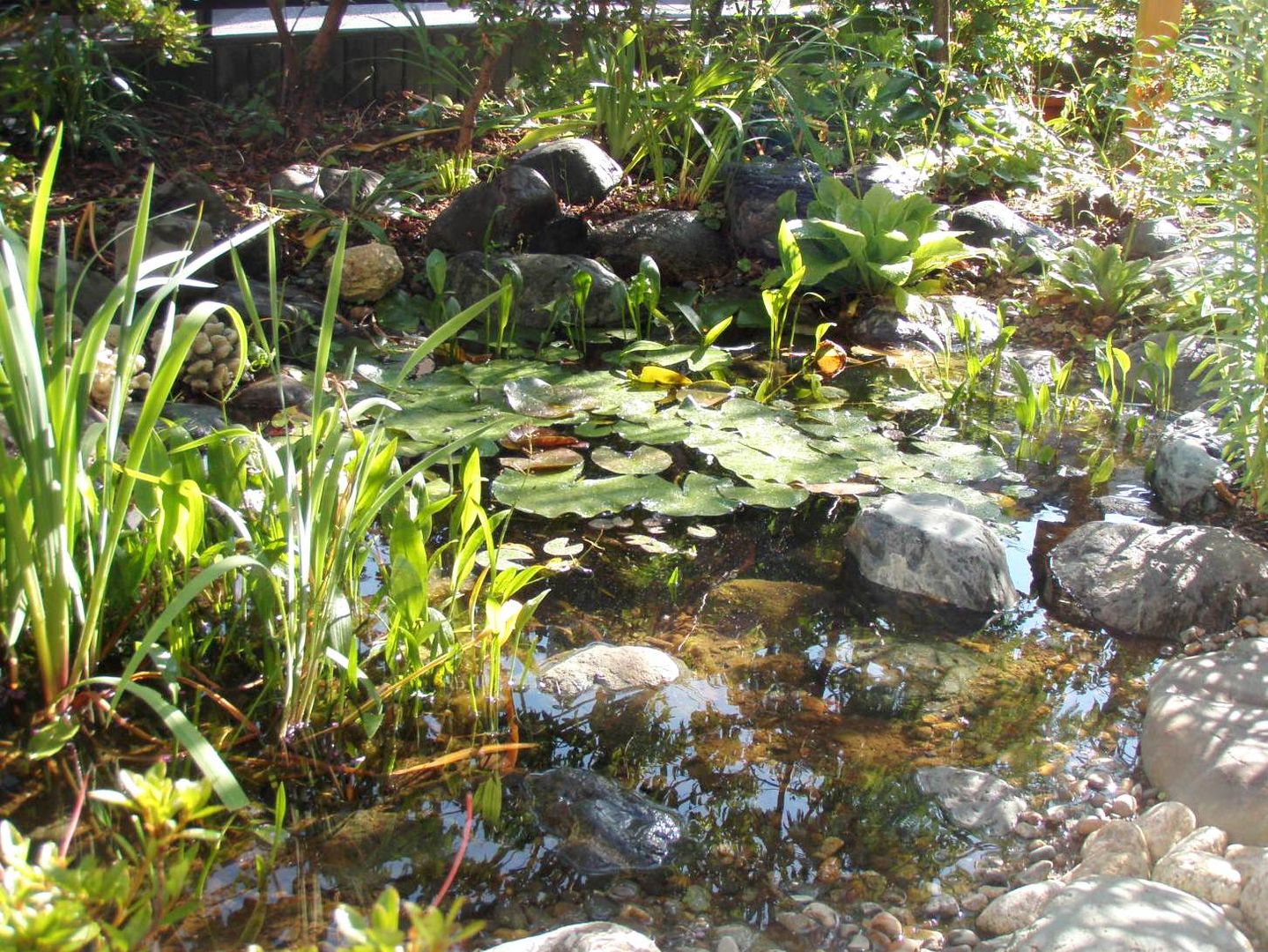 小さな池のある庭 ｜ Adachi jardinier Kirikui オリジナルな 庭 植物,水,植物群落,自然の風景,花,陸生植物,植生,河川の河川地形,バネ,草