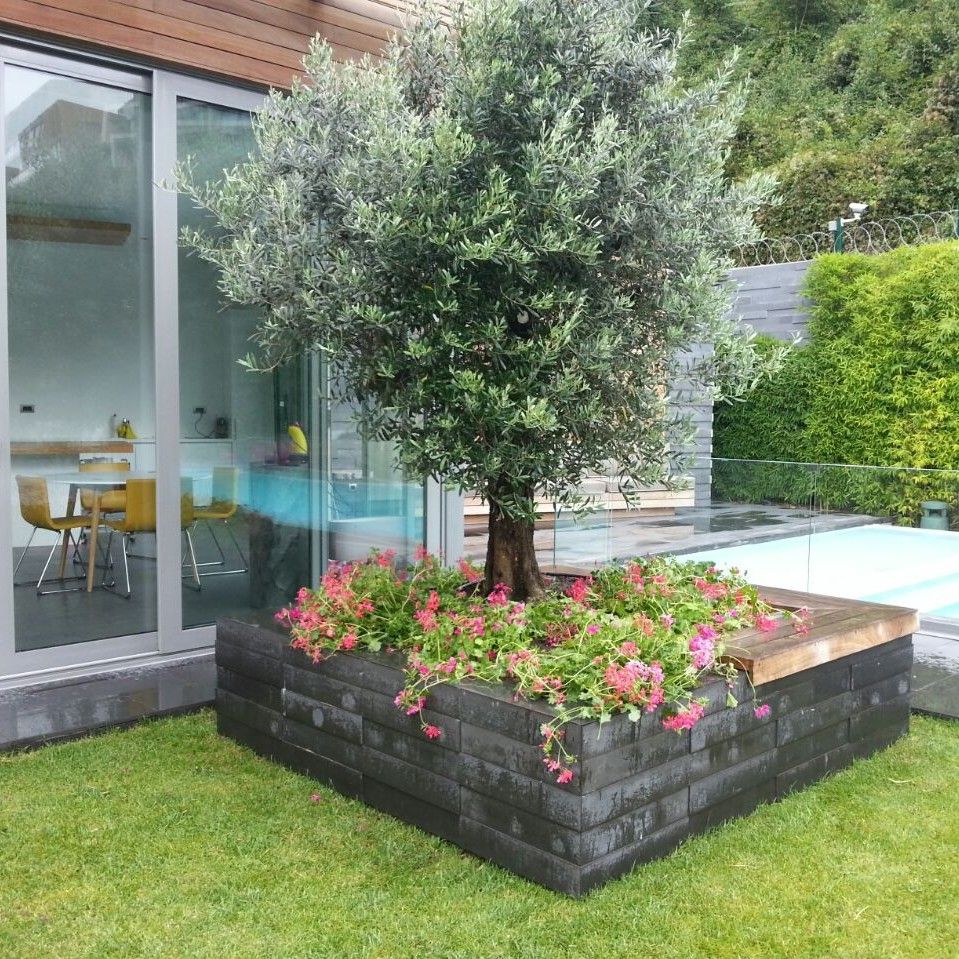 abelia'dan karler, abelia peyzaj abelia peyzaj Jardines de estilo moderno