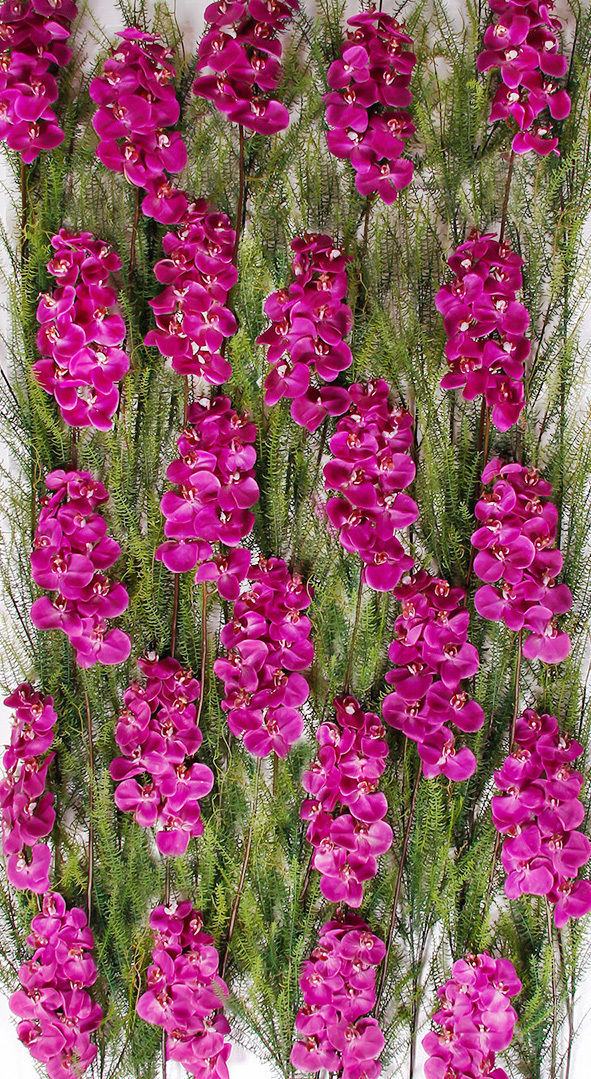 Vibrant Orchids Wall Materflora Lda. Nowoczesne domy Akcesoria i dekoracje