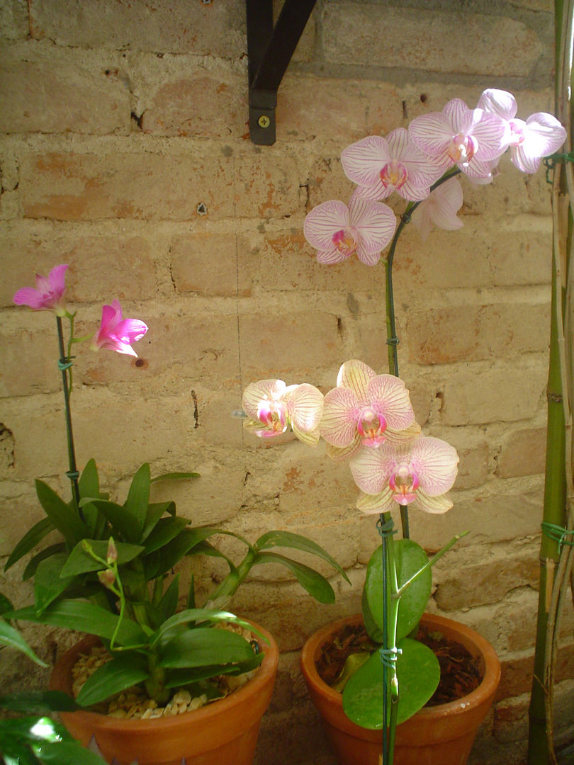 PEQUENO JARDIM APARTAMENTO TÉRREO. SÃO PAULO.BRASIL, Línea Paisagismo.Claudia Muñoz Línea Paisagismo.Claudia Muñoz Garden