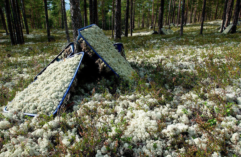Canlı Tablolar Bakım İhtiyacı Olmayan Mumyalanmış Bitkiler İskandinav Ormanlarından Canlı Tablolar İç bahçe İç Dekorasyon