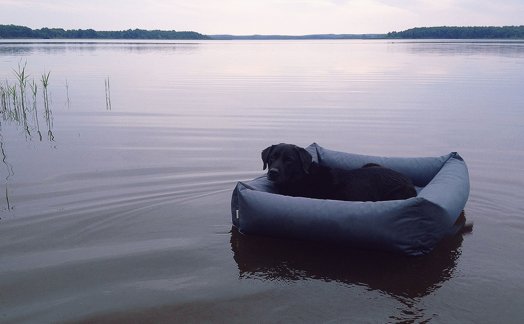 Outdoor Dog Beds, Cloud 7 Finest Interiors for Dogs & Dog Lovers Cloud 7 Finest Interiors for Dogs & Dog Lovers モダンな庭 アクセサリー＆デコレーション